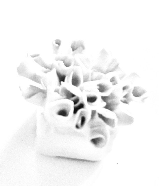 A black and white photo of a coral reef on a white background.