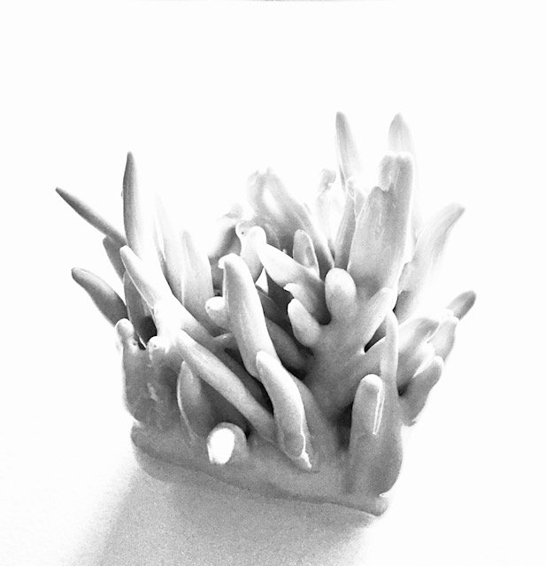 A black and white photo of a coral reef