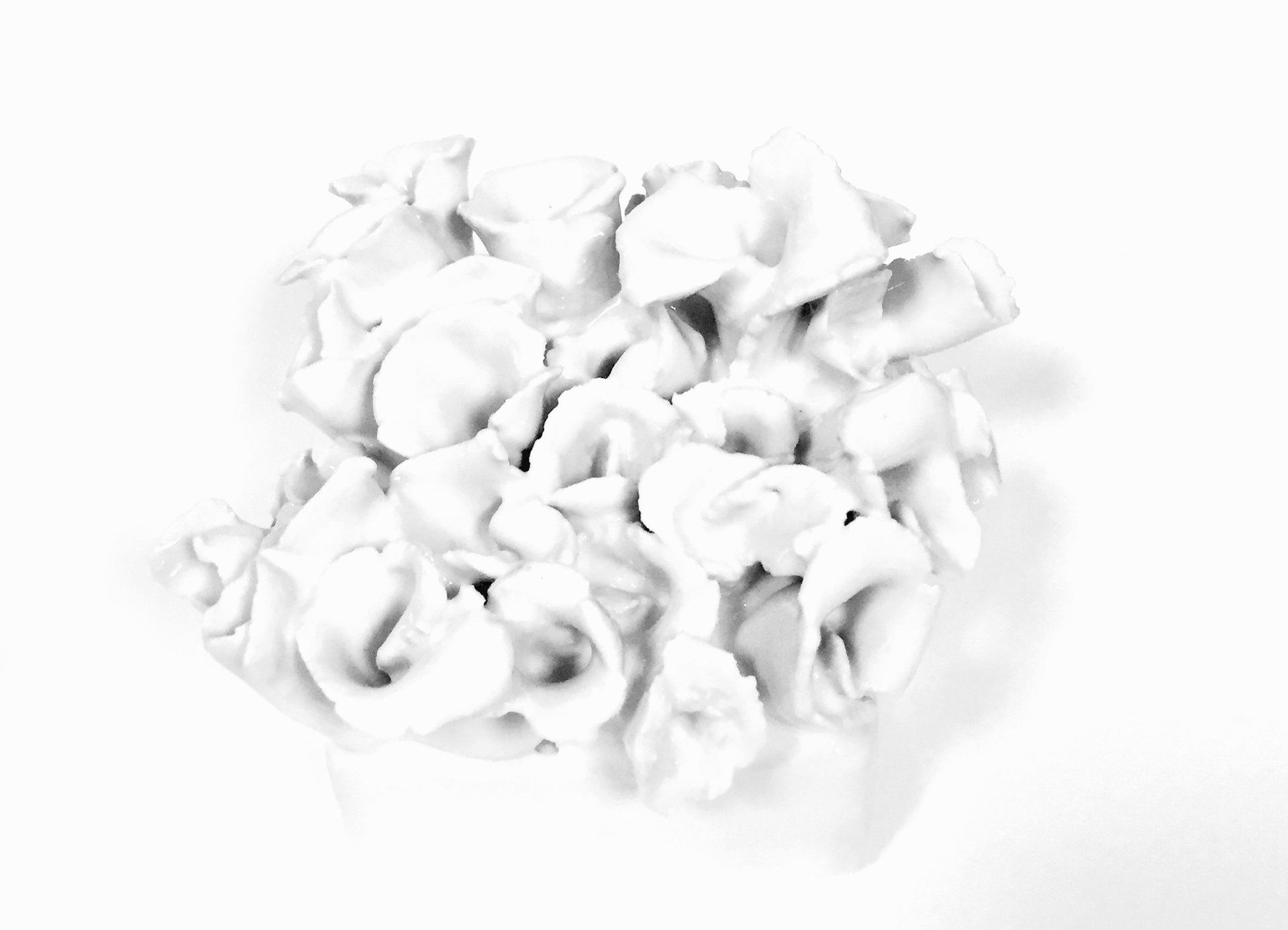 A bunch of white flowers in a vase on a white background.