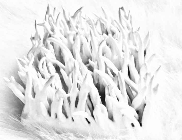 A black and white drawing of a coral reef