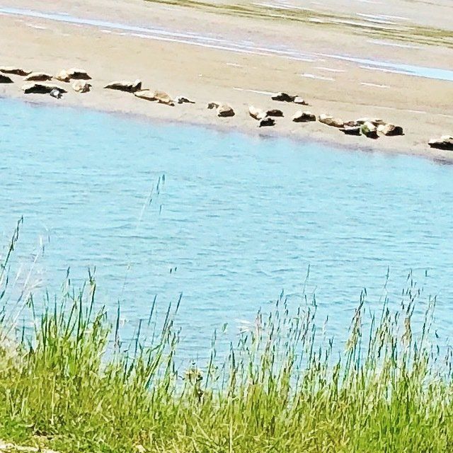 Seals are laying on the beach near the water