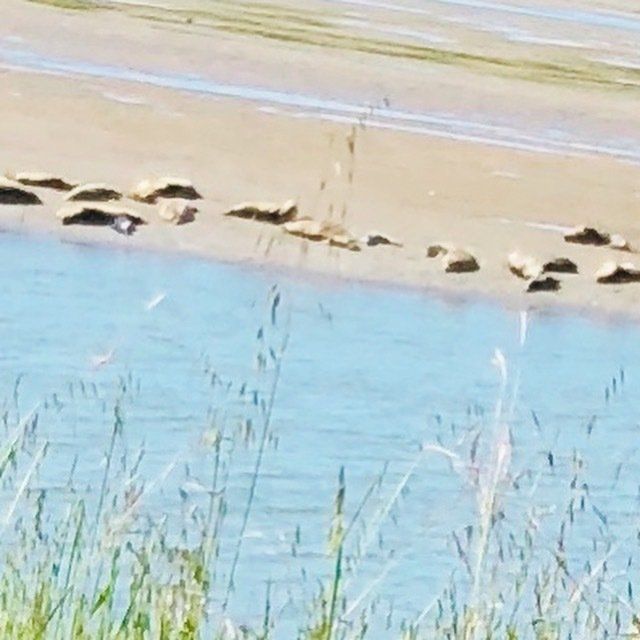A group of seals are laying on the beach near the water
