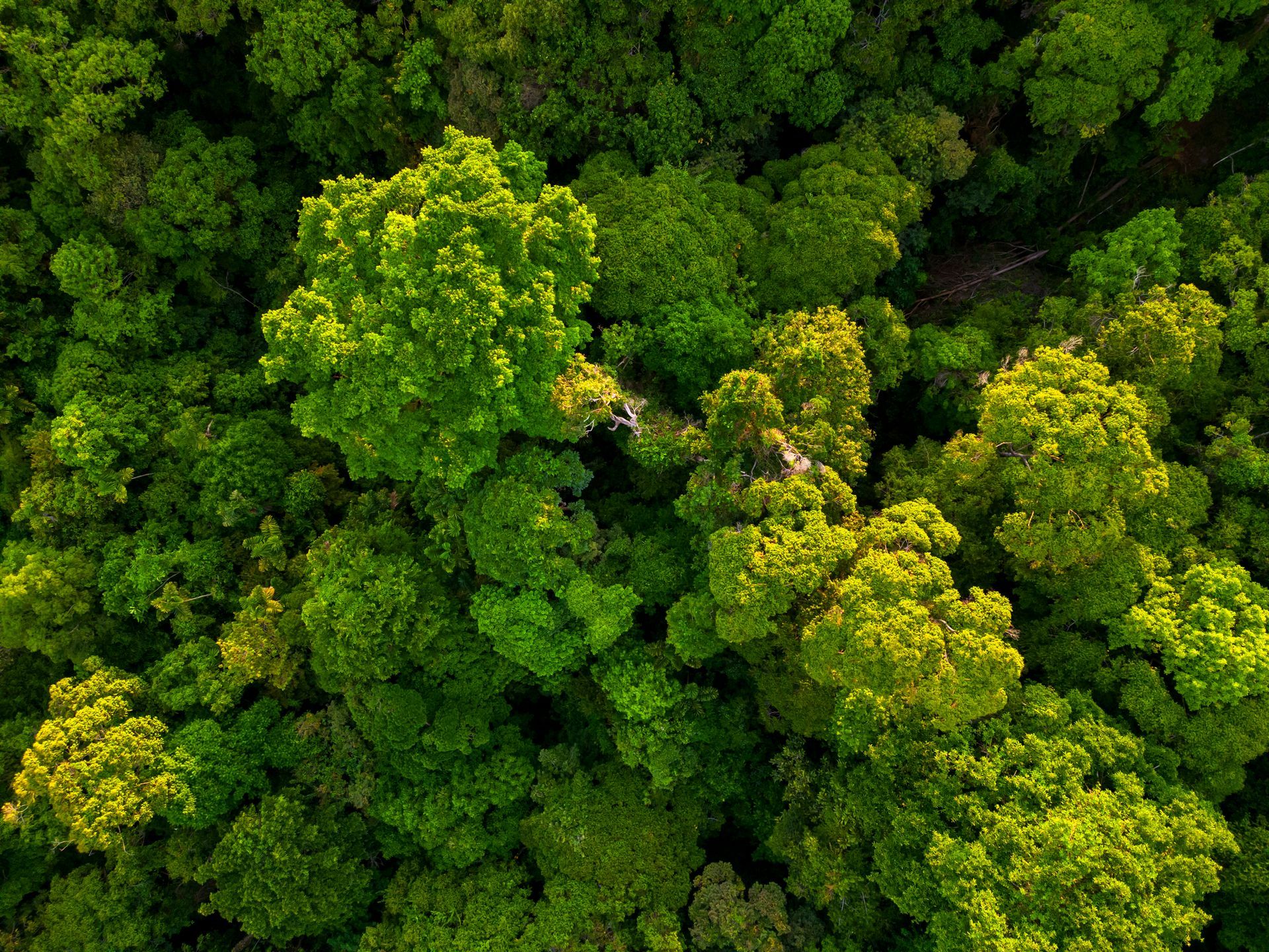 Una vista aerea di una lussureggiante foresta verde con molti alberi