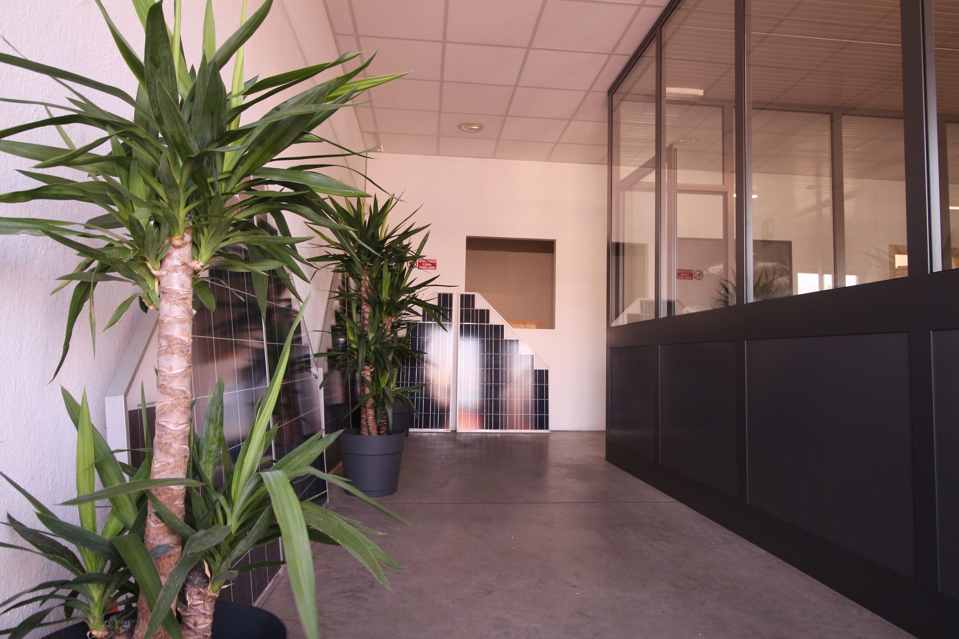 Una fila di piante in vaso sono allineate in un corridoio