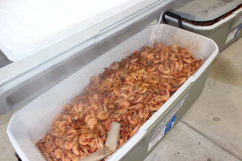 A cooler filled with shrimp is sitting on the ground.