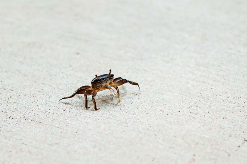 A small crab is walking on a white surface.