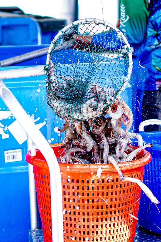 A person is scooping shrimp out of a net into a basket.