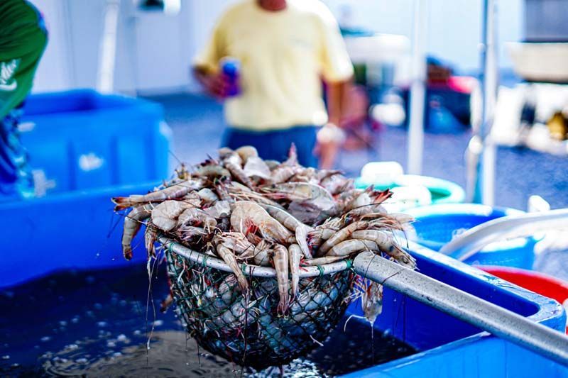 A bunch of shrimp are being scooped out of a bucket.
