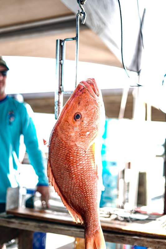 A red fish is hanging from a hook on a scale.