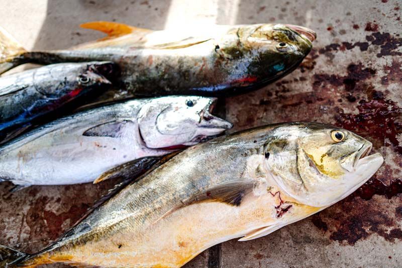 A bunch of fish are laying on top of each other on a table.
