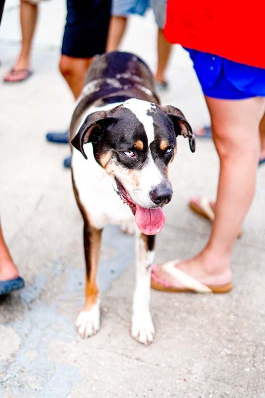 A black and white dog with its tongue hanging out is standing in a crowd of people.