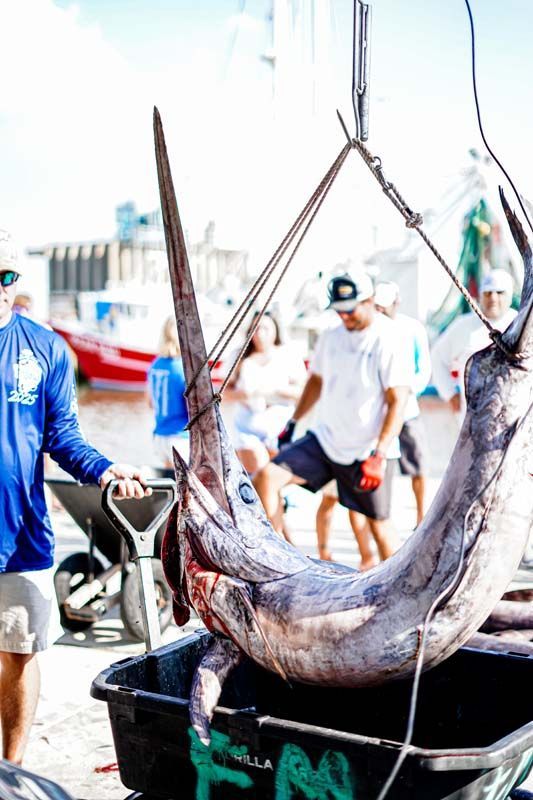 A large fish is being lifted by a crane.