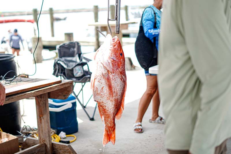 A large red fish is hanging from a hook on a dock.