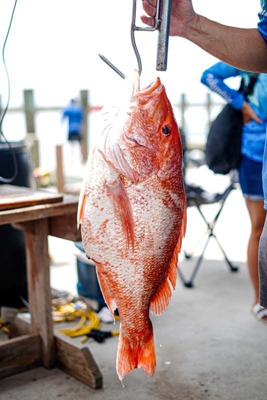 A person is holding a large red fish on a hook