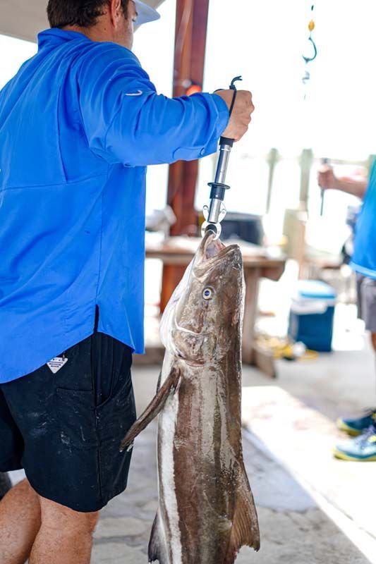 A man in a blue shirt is holding a large fish in his hand.