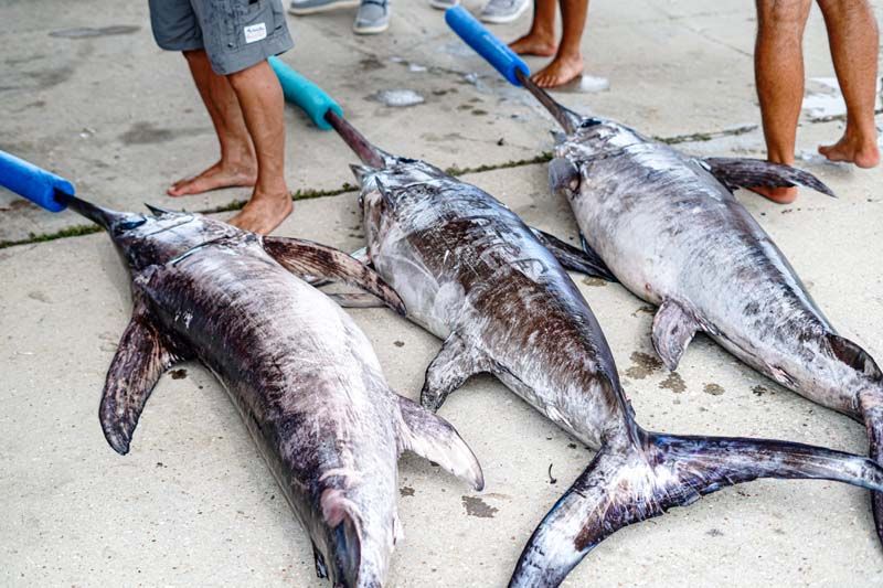 Three swordfish are laying on the ground with people standing around them.