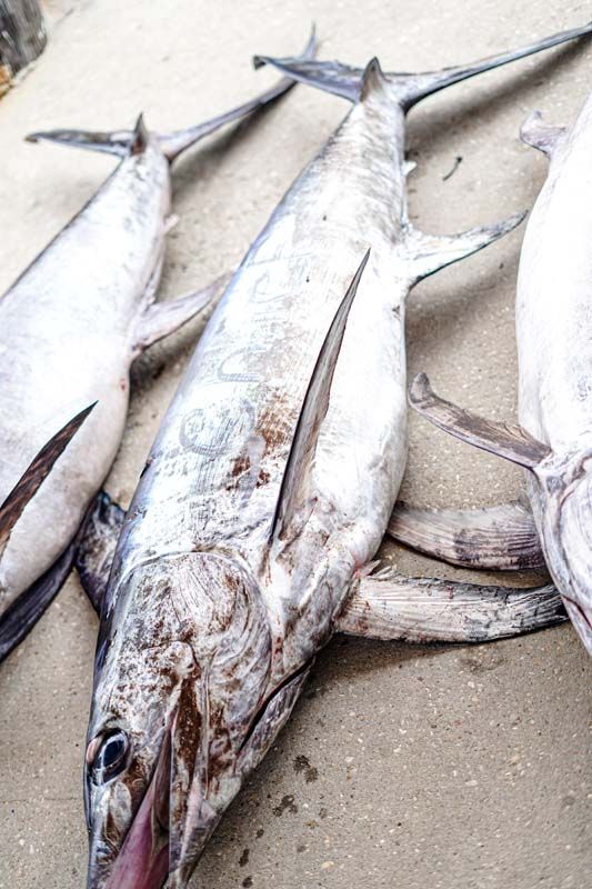 A group of fish laying on top of each other on the ground.