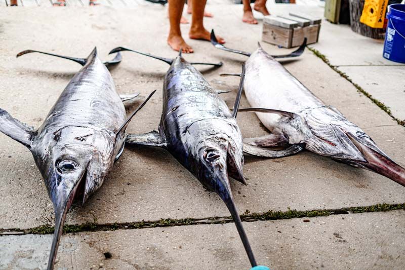 Three swordfish are laying on the ground next to each other.