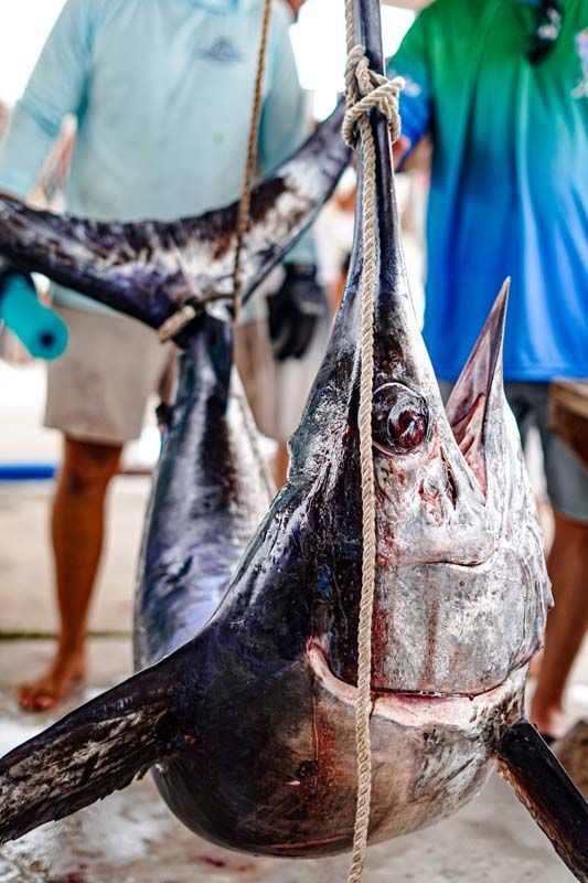 A large fish is hanging from a rope on a table.