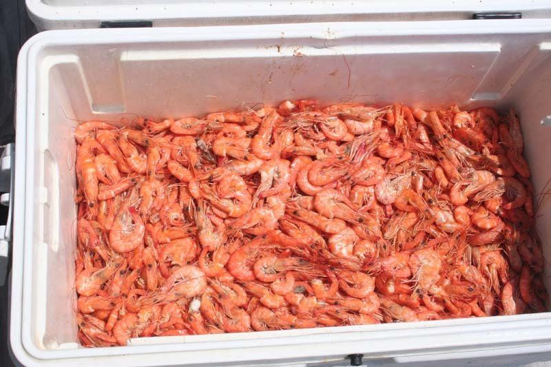 A cooler filled with shrimp is sitting on a table.