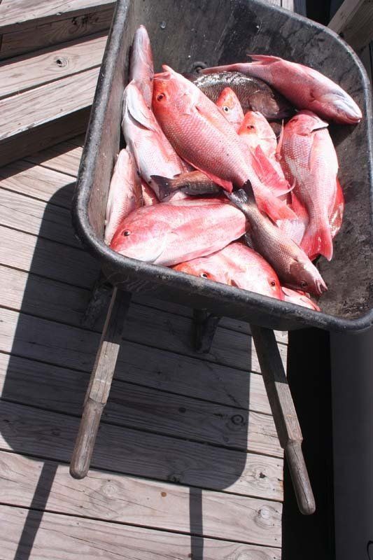 A wheelbarrow filled with red fish on a wooden deck
