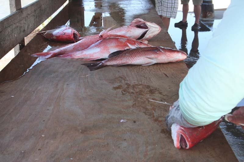 A person is cutting a fish on a wooden table