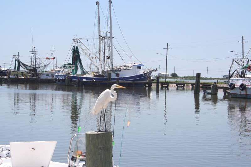 A white bird is perched on a pole in the middle of a body of water.
