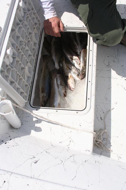 A person is taking fish out of a cooler on a boat.