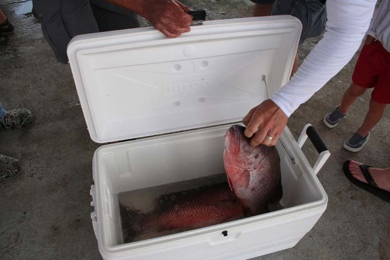 A person is holding a large fish in a cooler.