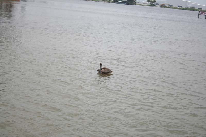 A pelican is swimming in the water near a dock.