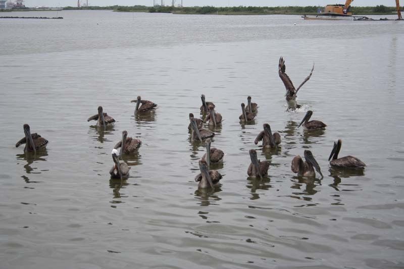 A flock of pelicans are swimming in a body of water