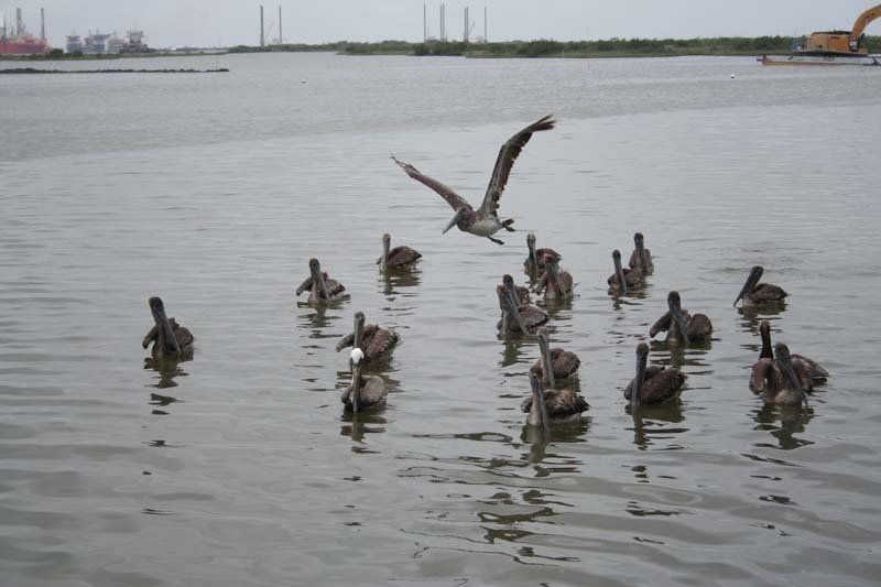 A pelican is flying over a group of ducks in the water.