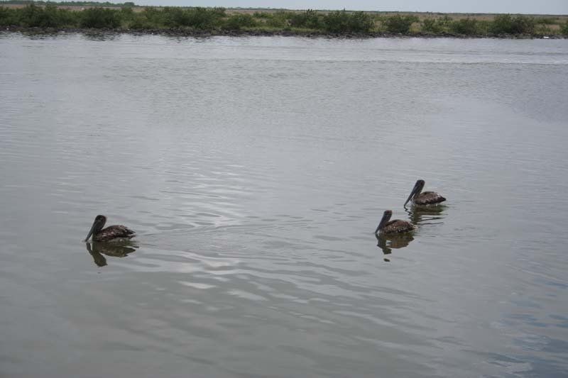Three pelicans are swimming in a large body of water.