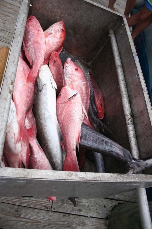 A bunch of fish are in a metal box