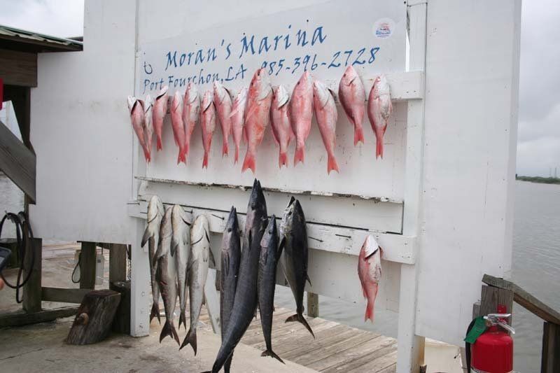 A bunch of fish are hanging on a dock under a sign that says moran 's marina