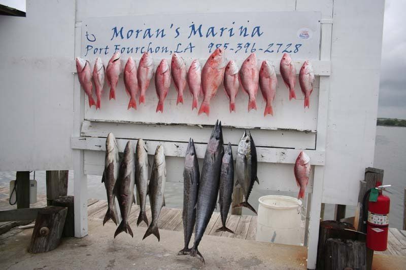 A bunch of fish are hanging on a board that says moran 's marina
