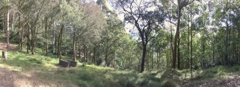 A Lush Forest Scene. Green Grass and Trees Fill the View — Jamac Cleaning Services in Wallsend, NSW