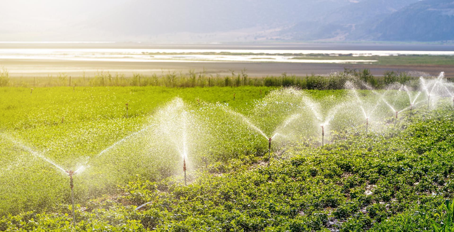 A bright green field of crops being watered by a row of sprinklers under a hazy, sunlit sky.