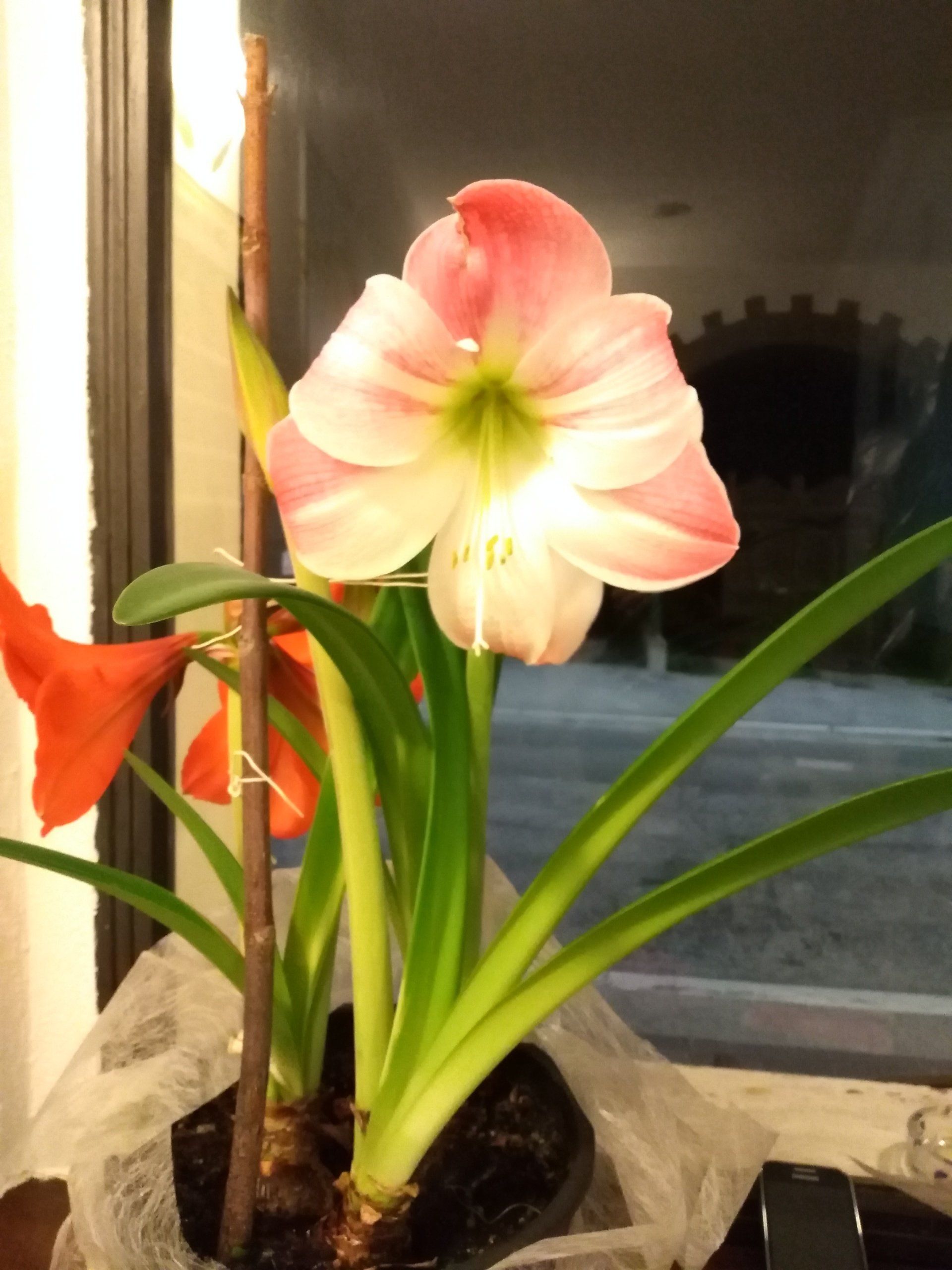 Albergo 2 Stelle Bagno di Romagna - Davanzale Camera