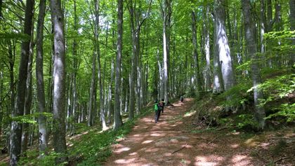 Acquapartita Hotel: Passeggiate nelle Foreste Casentinesi