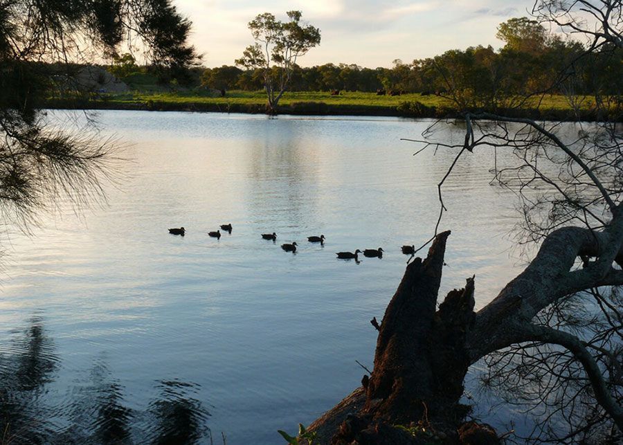Ducks are Swimming in a lake with trees in the Background — Shearwater Engineering in Taree, NSW