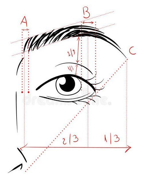 Pencil sketch showing eyebrow facial geometry