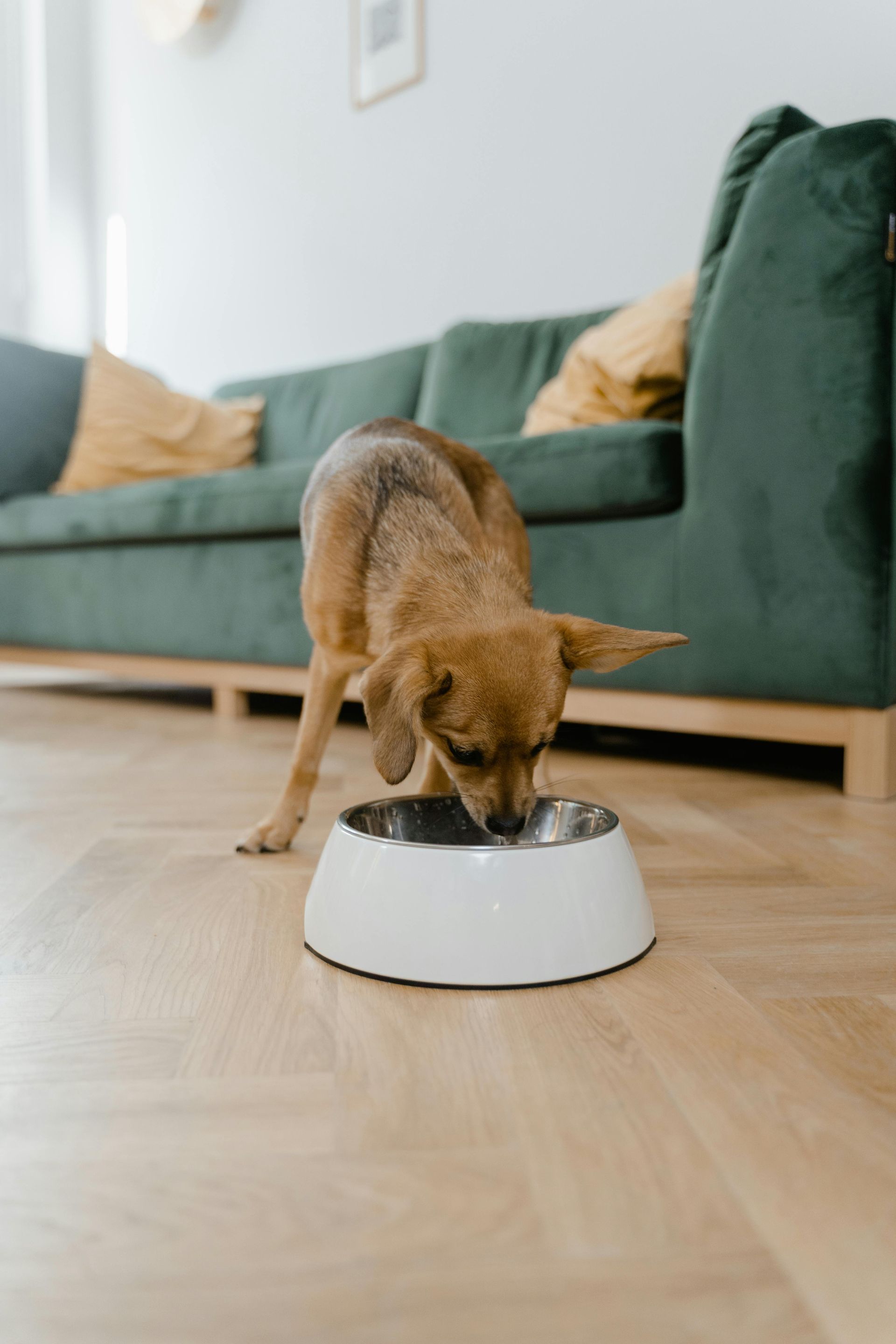 A dog is eating from a white bowl in a living room.