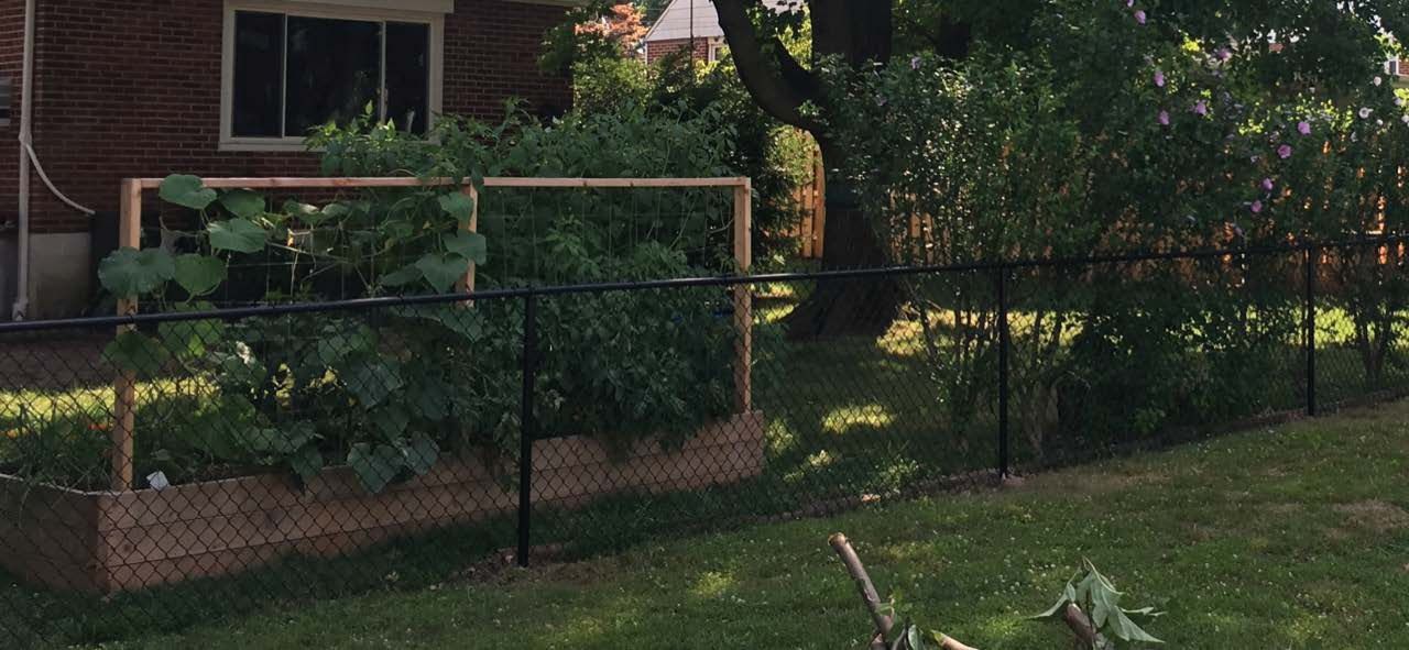 A backyard with a chain link fence and a brick house in the background.