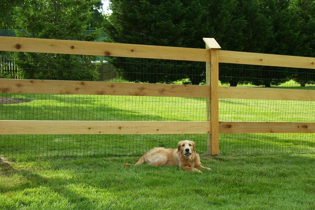 Rail Fence With Dog — Hatboro, PA — Main Street Fence