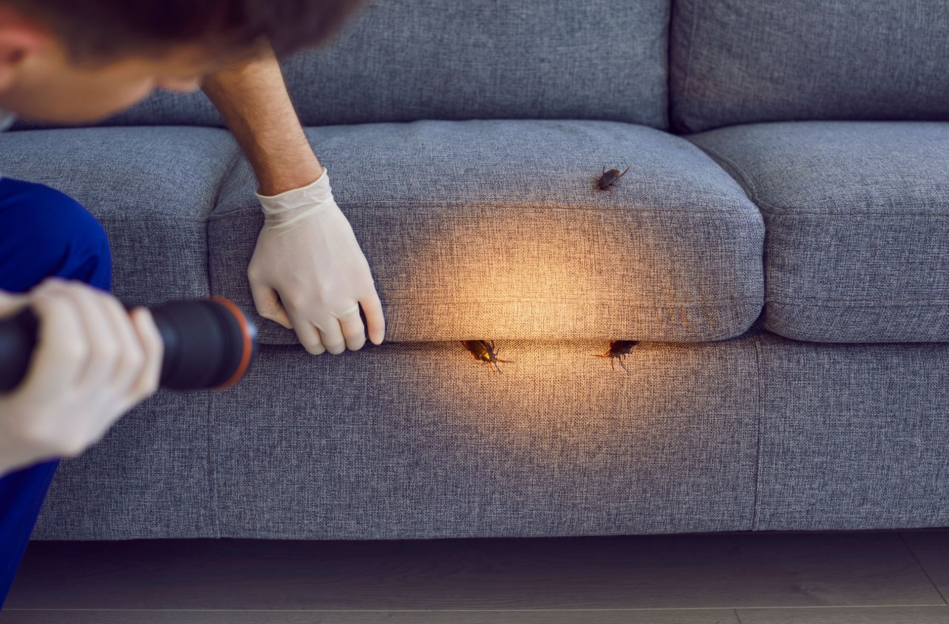 Gloved hands inspecting a sofa with a flashlight, revealing insects during a home pest control check.