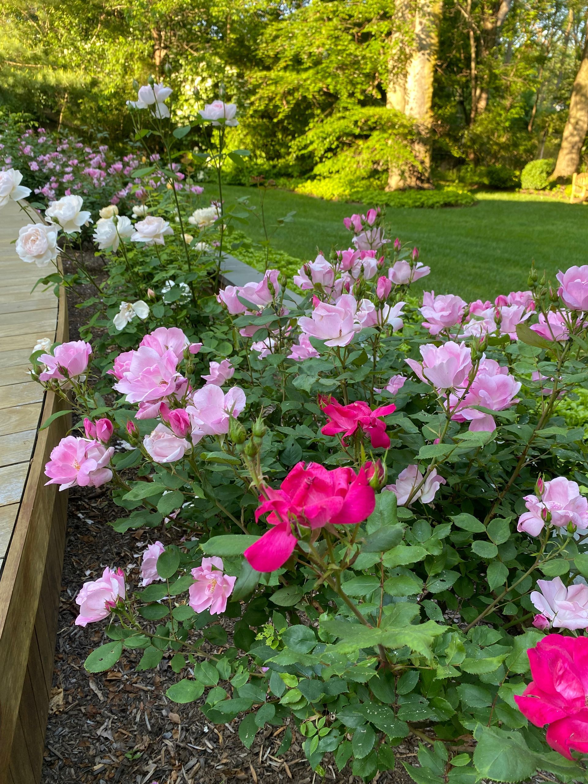 A row of pink and white roses growing in a garden.