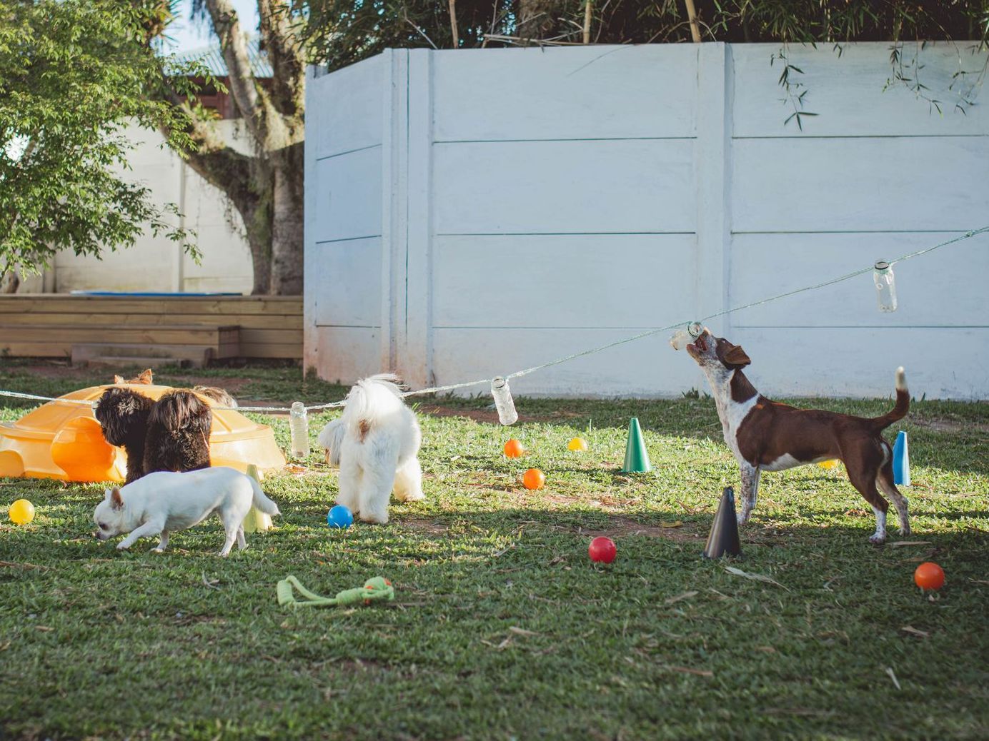 Um grupo de cães está brincando em um quintal com brinquedos.