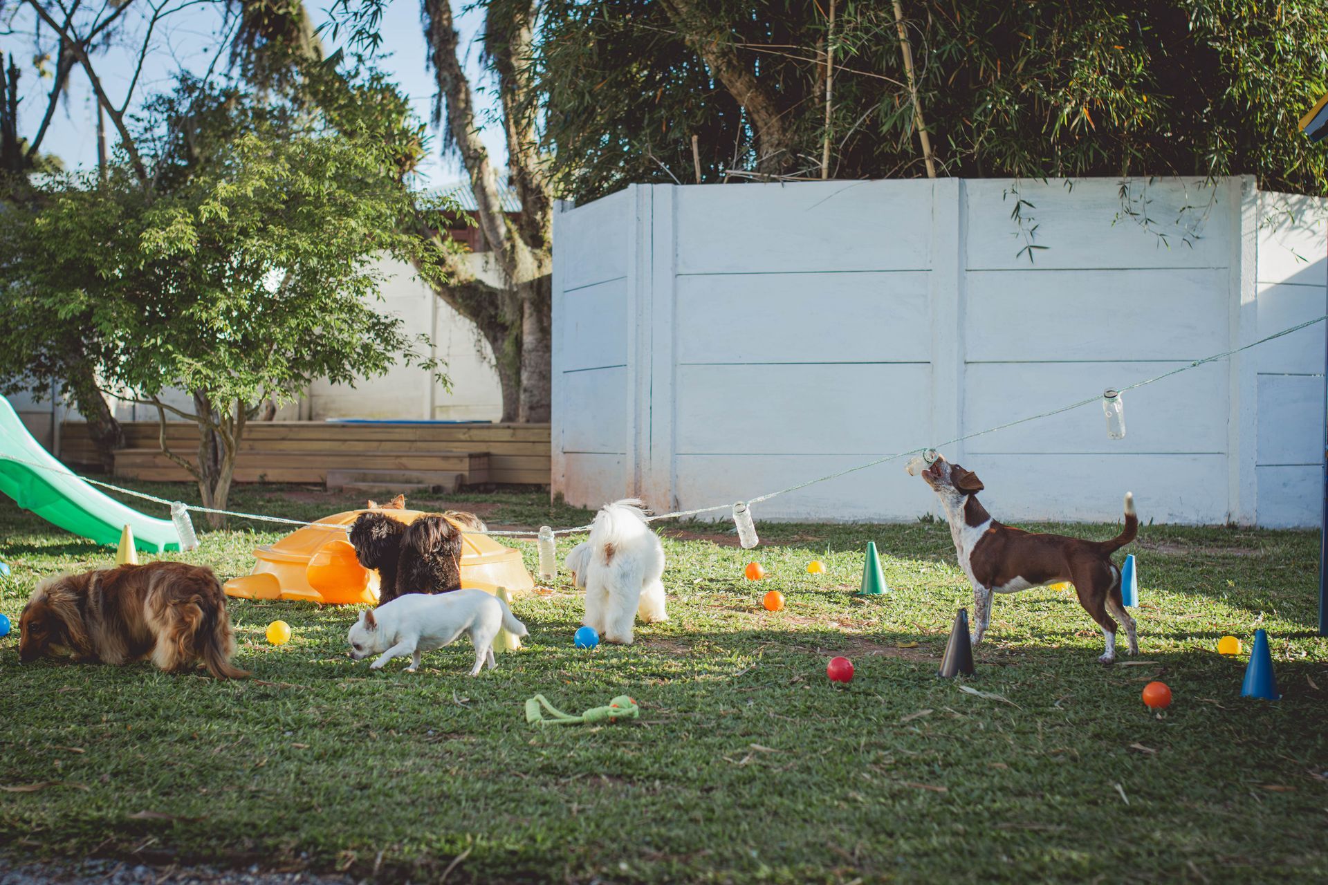 Um grupo de cães está brincando em um quintal com bolas.