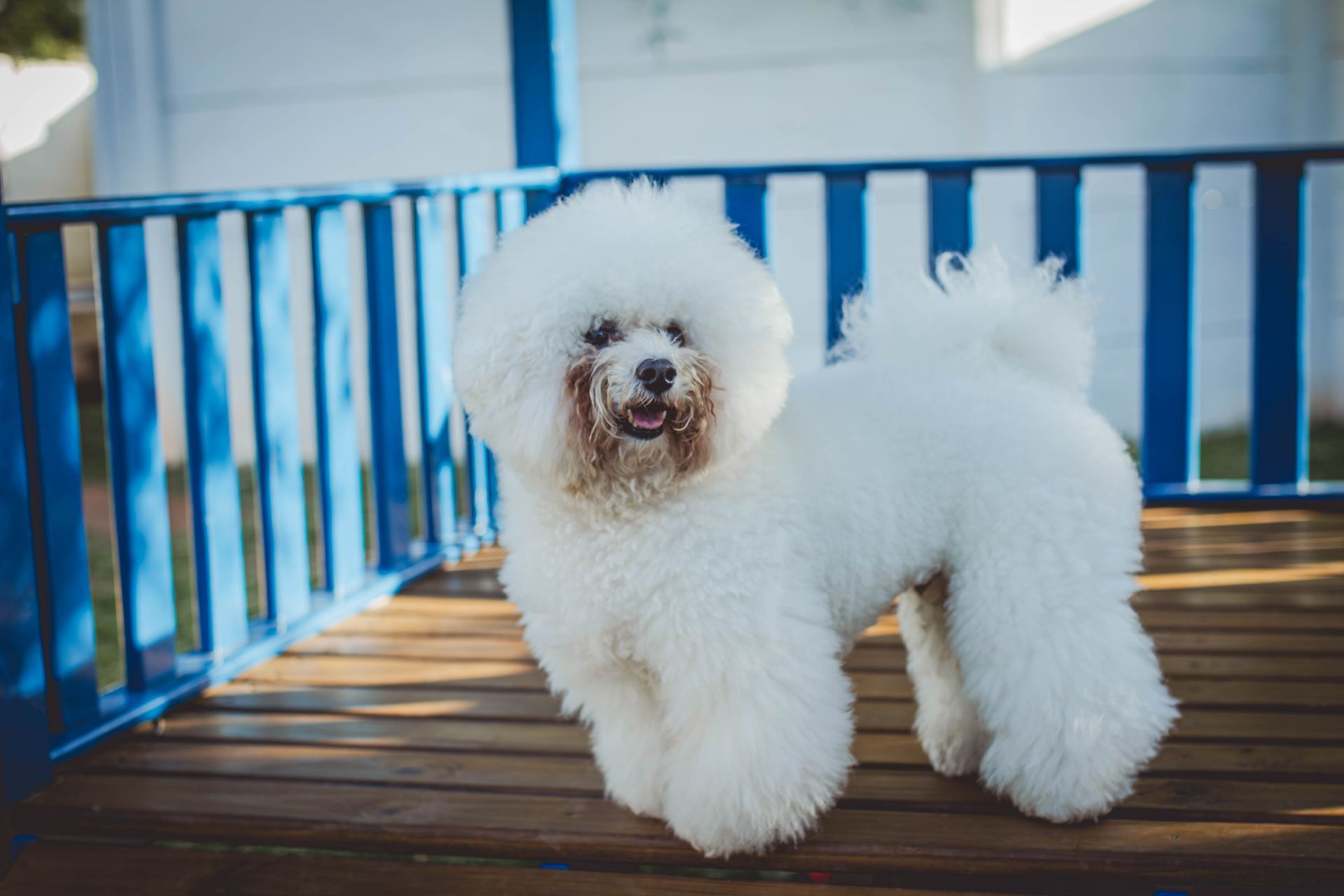 Um cão bichon frisé branco está em pé em um deck de madeira ao lado de uma grade azul.